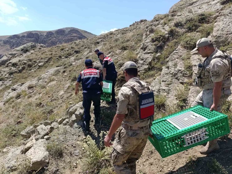 Ağrı’da keklikler doğaya salındı