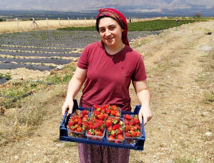 Erzincan’da ikinci çilek hasadı başladı