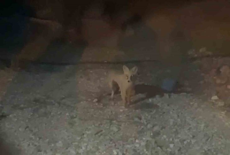 Her akşam evinin bahçesine gelen tilkiyi elleriyle besliyor