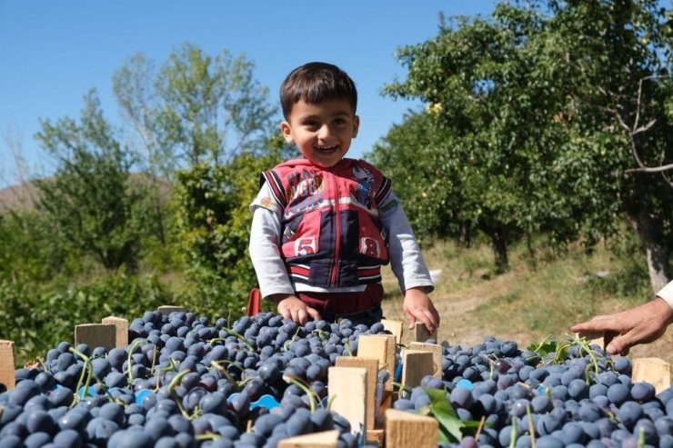 Erzincan’da çarşı ve pazarın en çok satan meyvesinde hasat zamanı