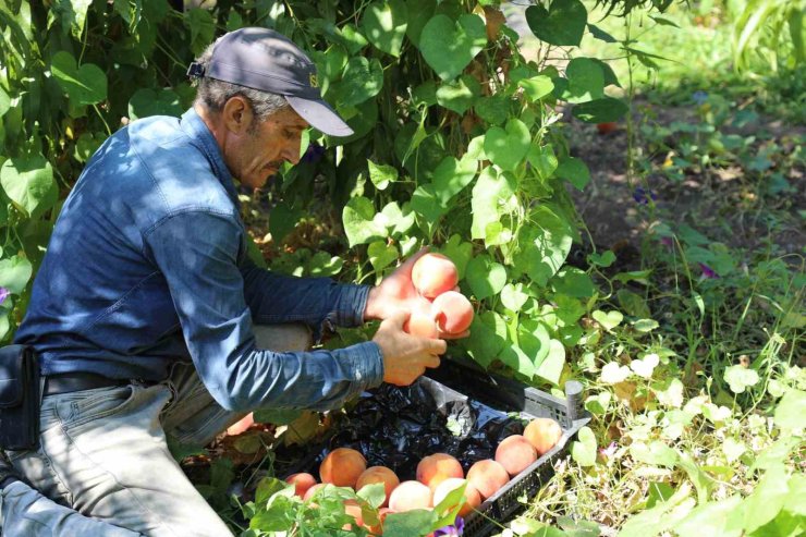 Elazığ’da şeftali hasadı devam ediyor