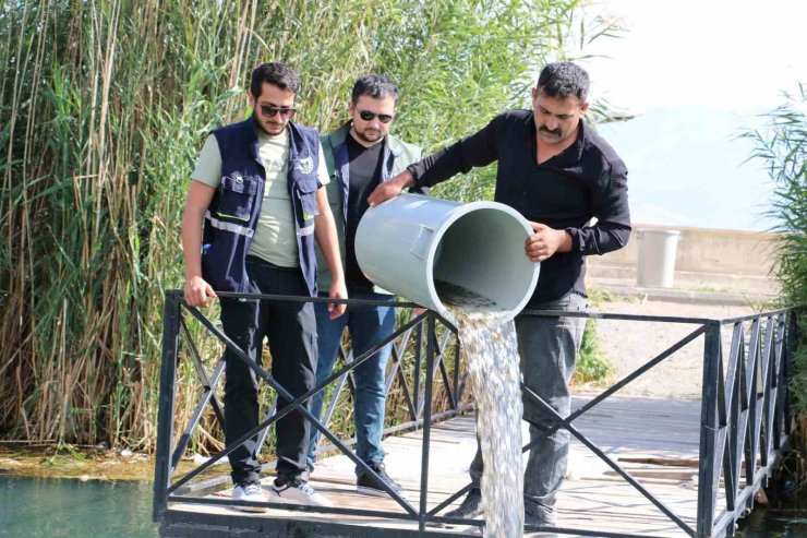 Erzincan’da barajlara 560 bin sazan balığı bırakıldı