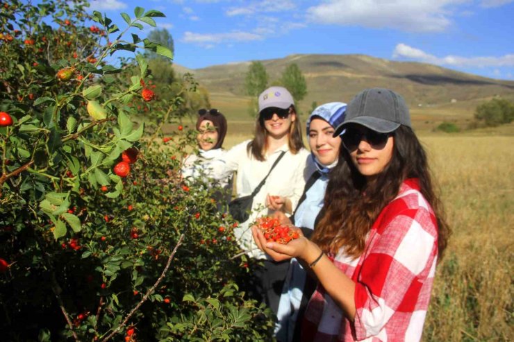 Erzincan’da kuşburnu, zorlu arazilerde toplanmaya başlandı