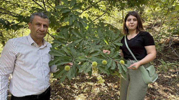 Yüksekova’da kestaneler canlanıyor: Ekim ayında hasada başlanacak