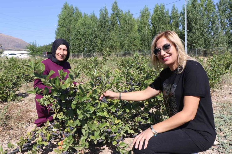 Erzincan’da “Süper meyve" bahçesi kuran ziraat mühendisi kadın “ilk hasat” heyecanı yaşadı