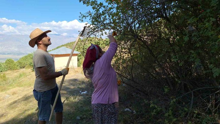 Erzincan’da kuşburnu, zorlu arazilerde toplanmaya başlandı