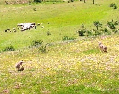 Kurtlar sürüye droneli çoban kurtlara pusu attı