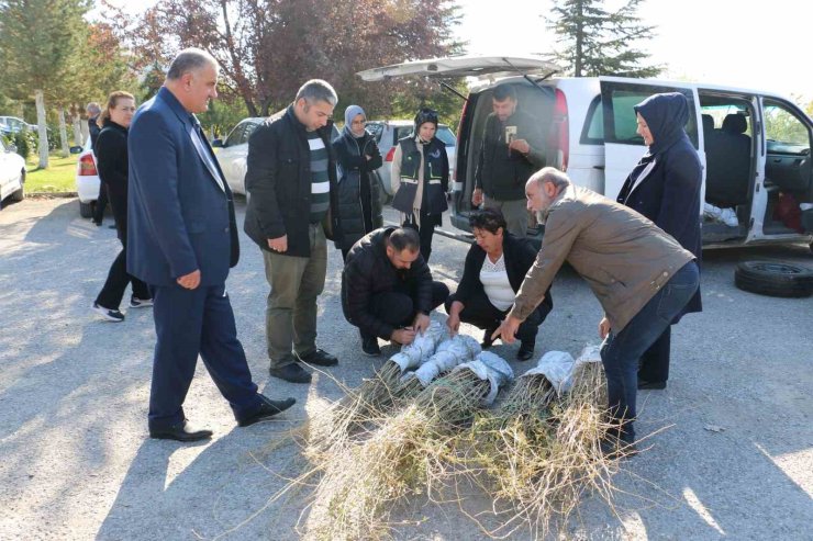 Erzincan’da goji berry yetiştiriciliği başladı