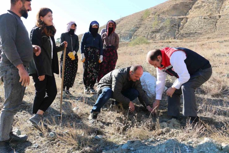 Erzincan’da Tuz Çalısı Ormanı kuruldu