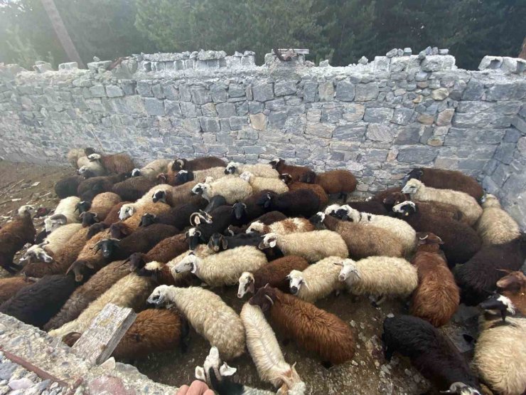 Sarıkamış’ta maskeli hırsızlar tarafından çalınan hayvanlar bulundu