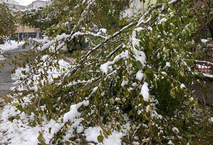 Kar yağışına dayanamayan ağaç dalları kırılarak devrildi