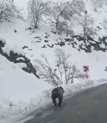 Tunceli’ye kış erken geldi, ayılar uyumayı unuttu