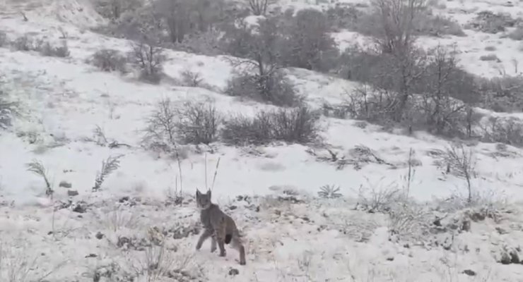 Kırmızı listedeki vaşak Erzincan’da görüntülendi