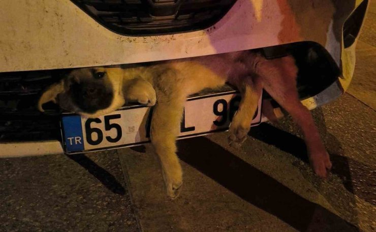 Van’da otomobilin çarptığı köpek tampona sıkıştı