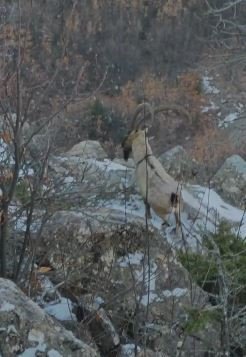 Elazığ’da koruma altında bulunan çengel boynuzlu dağ keçileri görüntülendi