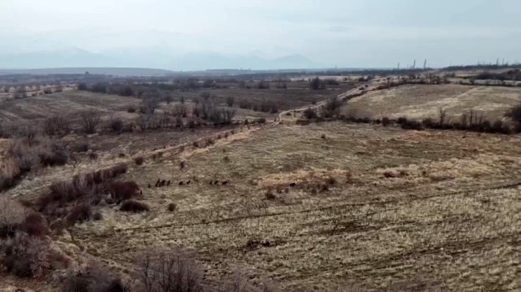 Malatya’da yaban domuzları ekili arazilere zarar verdi