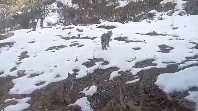 Vaşakların koruma altına alınmasını istediler