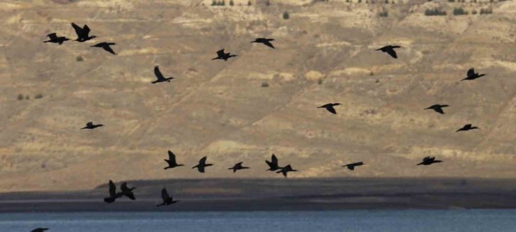 Elazığ’da su kuşu sayım çalışmaları