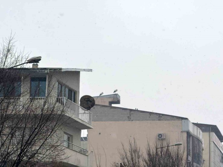 Iğdır’da göç etmeyen leylekler kar altında kaldı