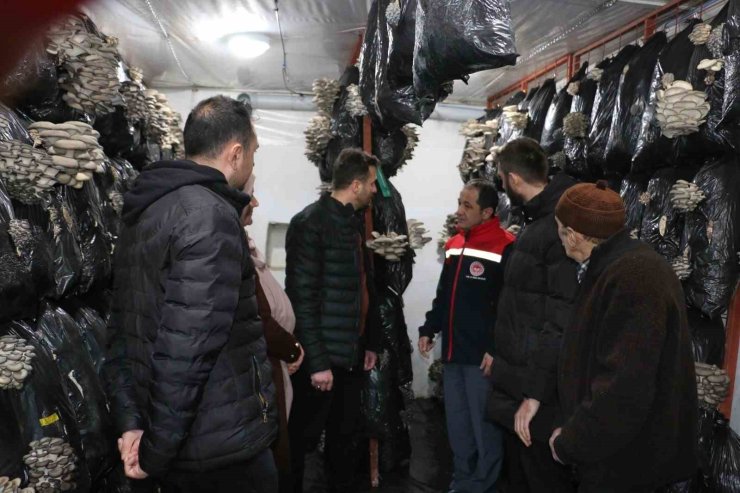 Erzincan’da istiridye mantarı üretimi başladı