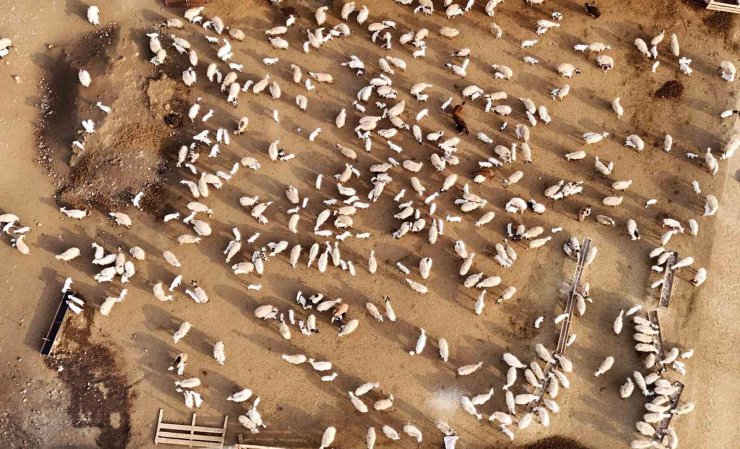 Erzincan’da koyun ve kuzuların coşkulu buluşması