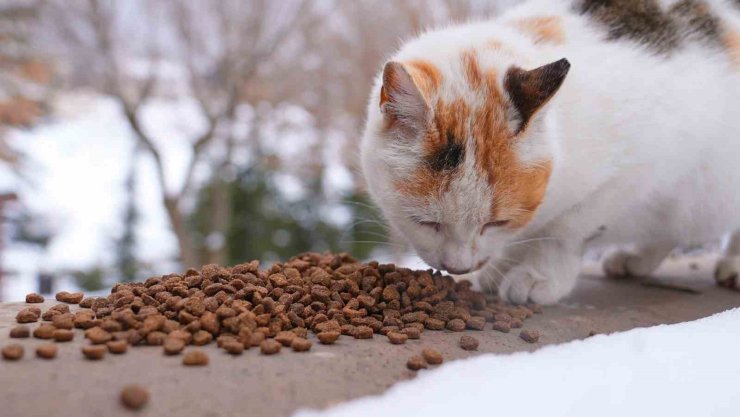 Elazığ’da yaban ve sokak hayvanlarına mama desteği