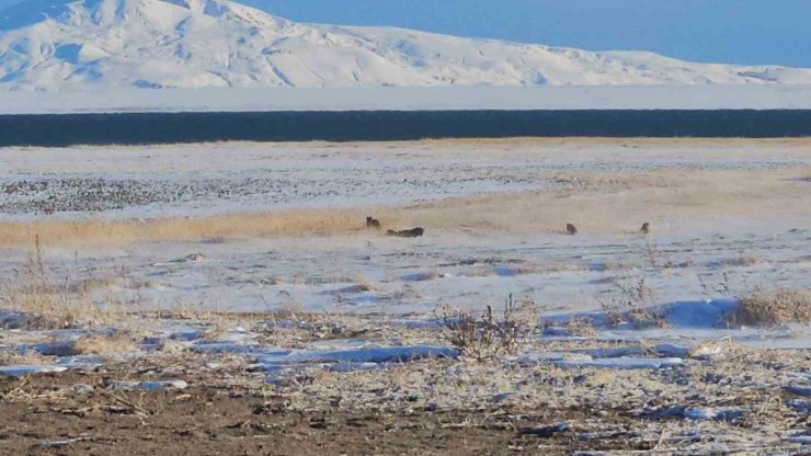 Adilcevaz’da domuz sürüleri görüntülendi