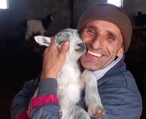 Fenomen çobanın kuzusu sevgisi