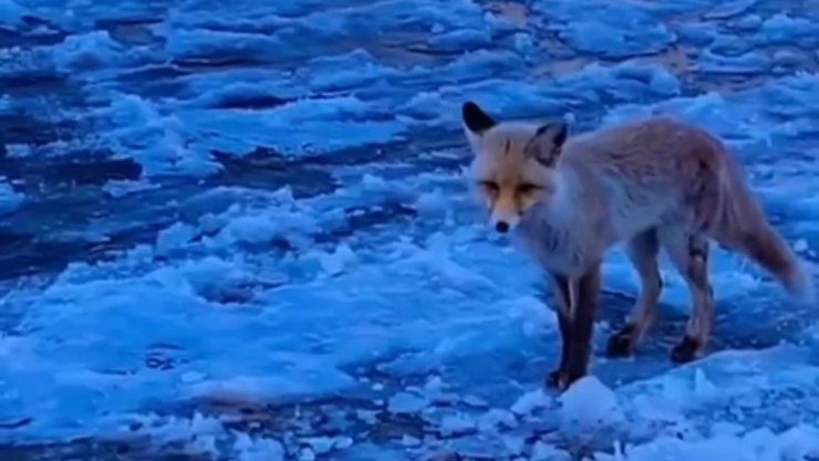 Diyadin’de yiyecek arayan tilki ilçe merkezine geldi