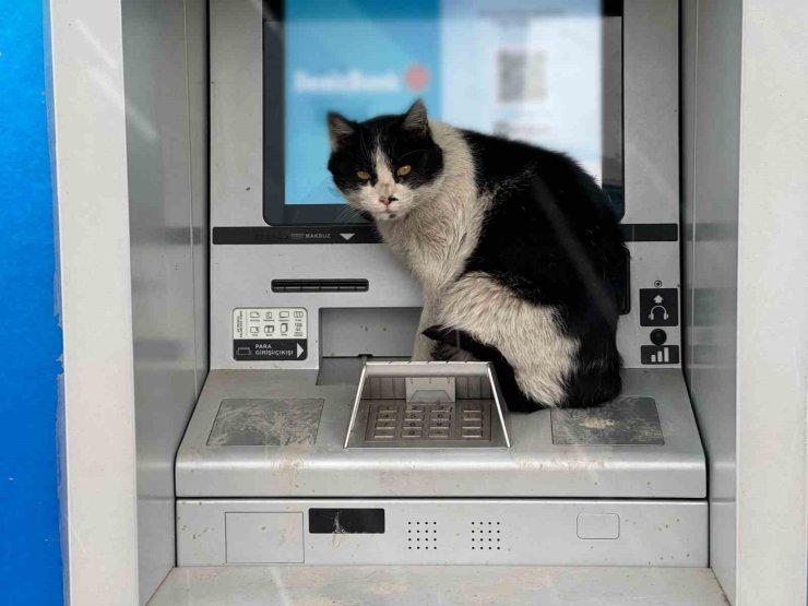 Karlı havada üşüyen kedi, para çekme kabinine sığındı
