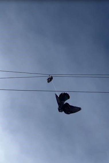 Elektrik tellerine takılan güvercin için seferber oldular