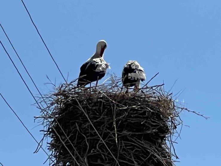 Arpaçay’a gelen leylekler 70 yıldır aynı yuvayı kullanıyor