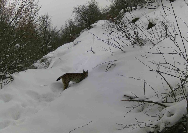 Erzincan’da yaban hayatı fotokapanla görüntülendi
