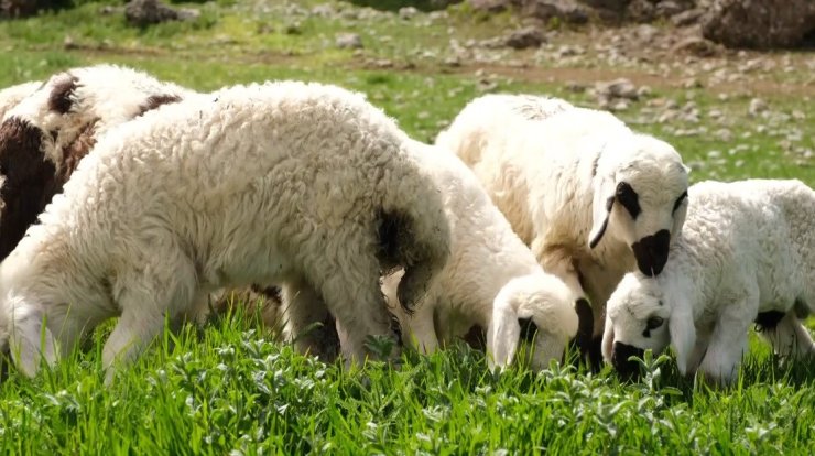 Erzincan’da ilkbaharın gelmesiyle yeşeren meralar oğlak ve kuzuların sesleriyle şenlendi