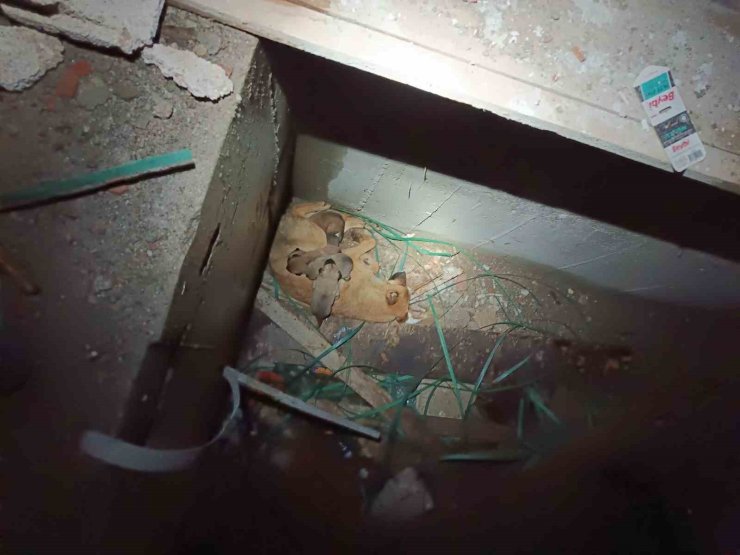 Asansör boşluğunda mahsur kalan anne ve yavru köpekleri itfaiye kurtardı