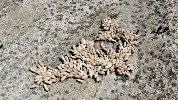 Erzincan’da meralar ihaleye çıkarıldı