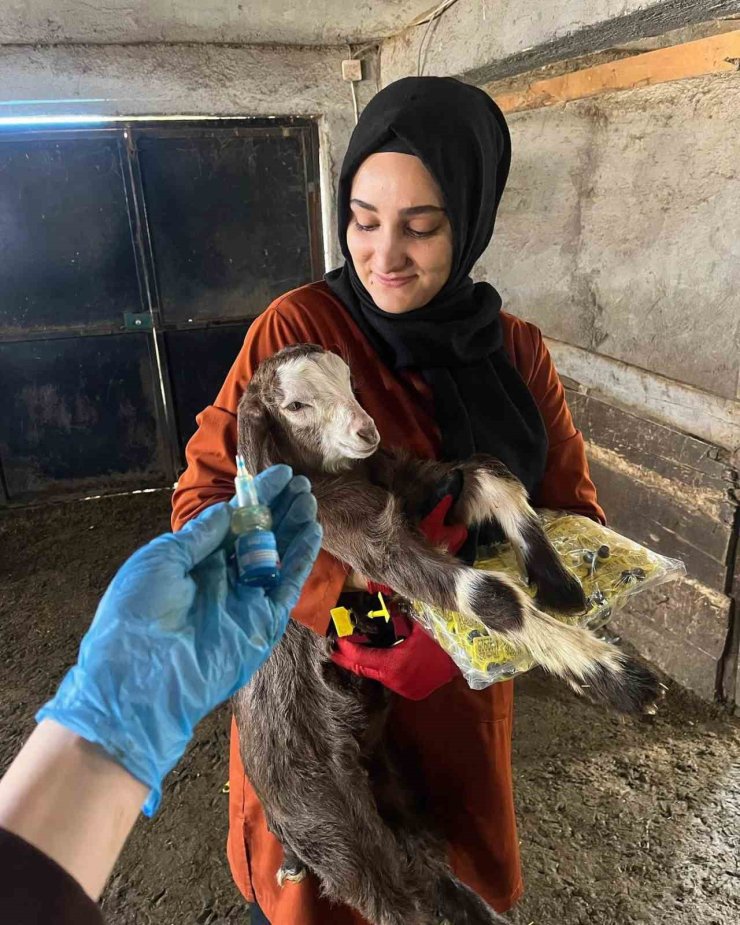 Elazığ’da aşı ve küpeleme çalışması