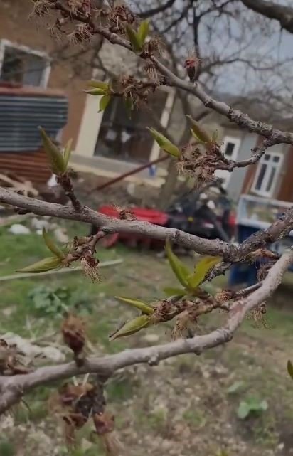 Elazığ’da kayısıyı don vurdu