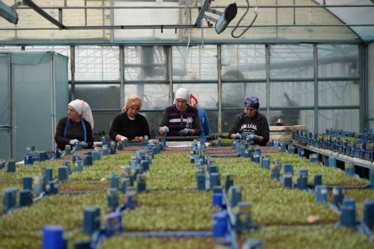 Erzincan’ın yüksek kesimlerinde kar: Seralarda zirai don için önlemler alındı