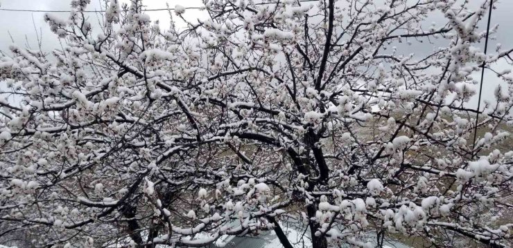 Erzincan’da çiçek açan meyve ağaçlarını don vurdu
