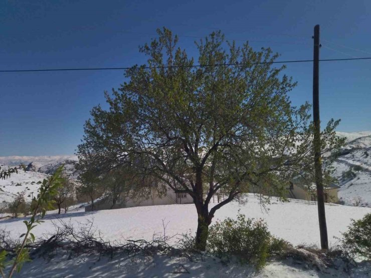 Elazığ’da kayısı, ceviz ve badem ağaçlarını ’kar’ vurdu