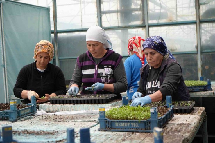 Milyonlarca sebze fidesi Erzincan seralarında büyüyor