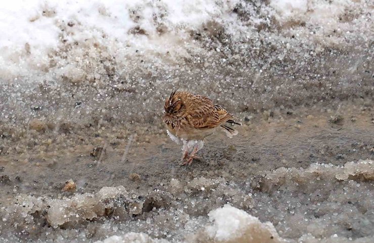 Aniden bastıran nisan karı kuşları da zor durumda bıraktı