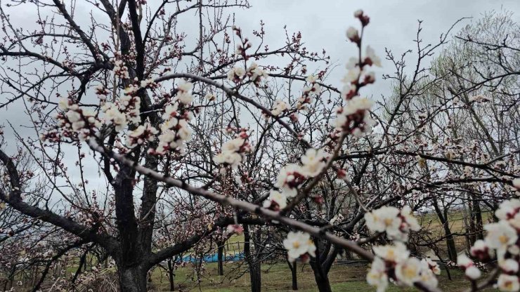 Adilcevaz’da iki mevsim bir arada