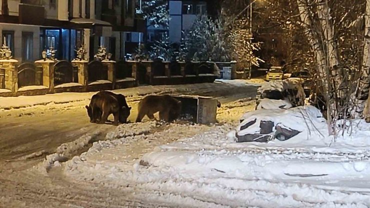 Kars’ta sokaklarda yiyecek arayan ayılar kamerada