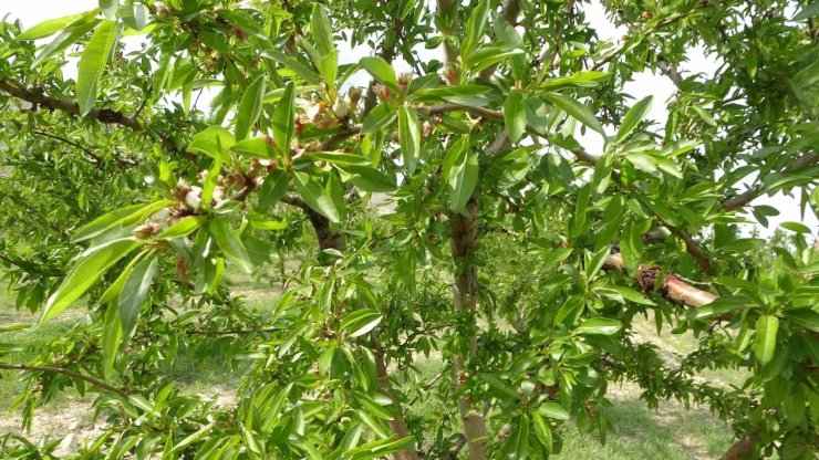 Zirai dondan etkilenmeyen badem bahçesi üreticisini de şaşırttı