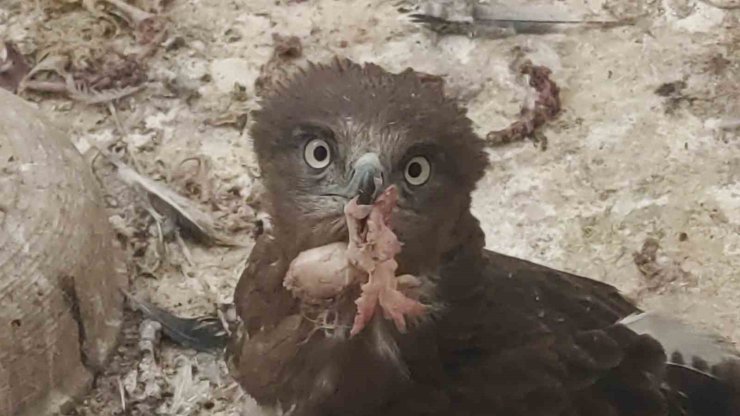 Van’da 2025 yılının ilk çeyreğinde 30 yaban hayvanı tedavi edildi