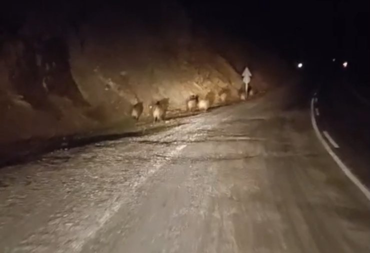 Yüksekova’da domuz sürüsü kamerada