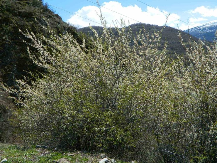 Posof’ta bahar sevinci