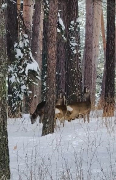 Ardahan’da ormanlık alanda karacalar görüntülendi